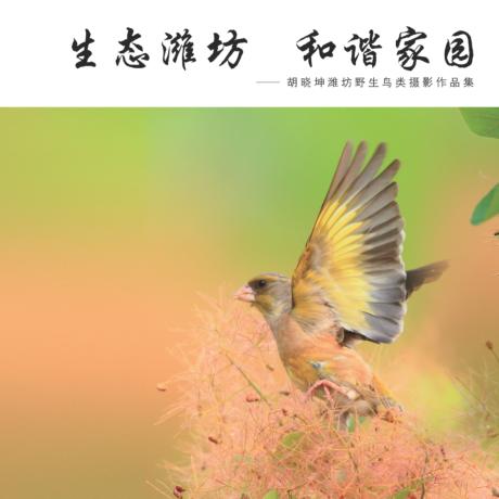 生态潍坊  和谐家园  胡晓坤潍坊野生鸟类摄影作品集 封面