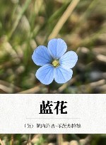 蓝花 封面