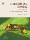 中国胡蜂科昆虫原色图鉴 封面